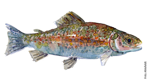 Brown trout ( forelle, ørred ) Freshwater fish watercolor by Frits Ahlefeldt