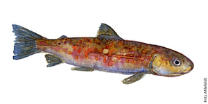 Young Trout ( forelle, orred) Freshwater fish watercolor by Frits Ahlefeldt
