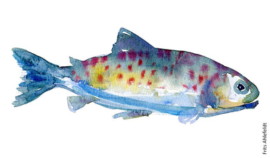 Trout (forelle, oerred) Freshwater fish watercolor by Frits Ahlefeldt