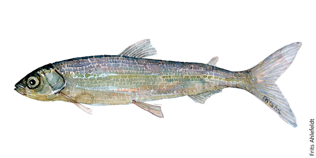 Cisco ( helting) Freshwater fish watercolor by Frits Ahlefeldt