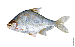 White bream (flire) Freshwater fish watercolor by Frits Ahlefeldt