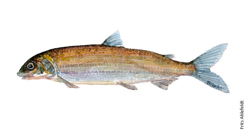 Whitefish ( helt) Freshwater fish watercolor by Frits Ahlefeldt