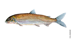 Whitefish ( helt) Freshwater fish watercolor by Frits Ahlefeldt