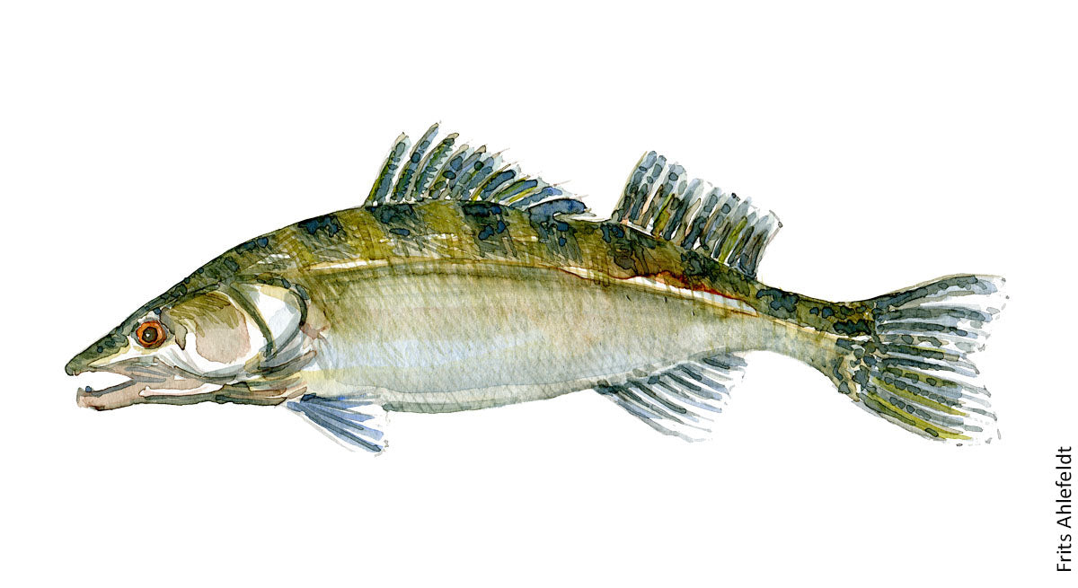 Zander Fish Tooth Zander Fish