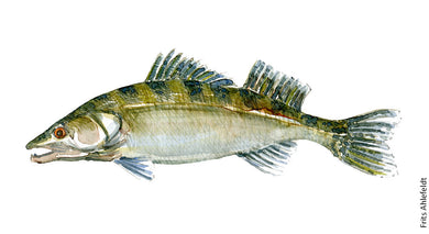 Dw00014 Download Zander Freshwater fish watercolor