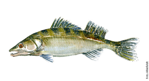 Dw00014 Download Zander Freshwater fish watercolor