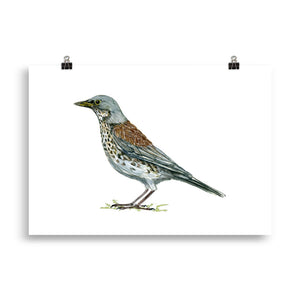 Fieldfare bird art print
