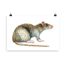 Load image into Gallery viewer, Brown Rat art print