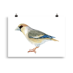 Hawfinch bird art print