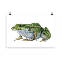 Load image into Gallery viewer, Edible Frog watercolor Artprint