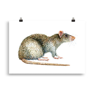 Brown Rat art print
