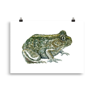 Common Spade toad watercolor Art print