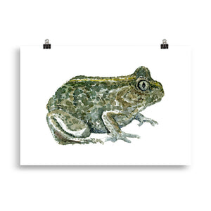 Common Spade toad watercolor Art print