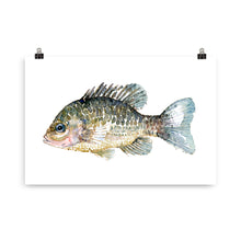 Load image into Gallery viewer, Pumkinseed Sunfish Watercolor Art print