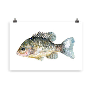 Pumkinseed Sunfish Watercolor Art print