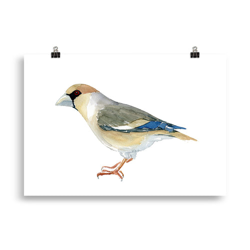 Hawfinch bird art print