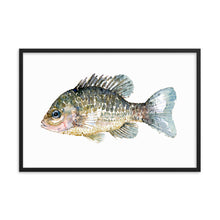 Load image into Gallery viewer, Pumkinseed Sunfish Framed watercolor art print
