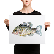 Load image into Gallery viewer, Pumkinseed Sunfish Watercolor Canvas print