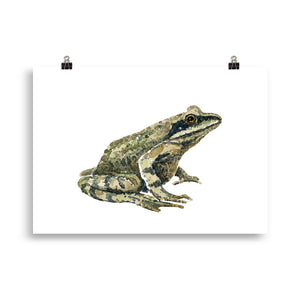 Moor frog watercolor Art print
