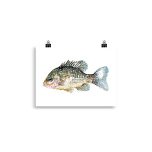 Load image into Gallery viewer, Pumkinseed Sunfish Watercolor Art print