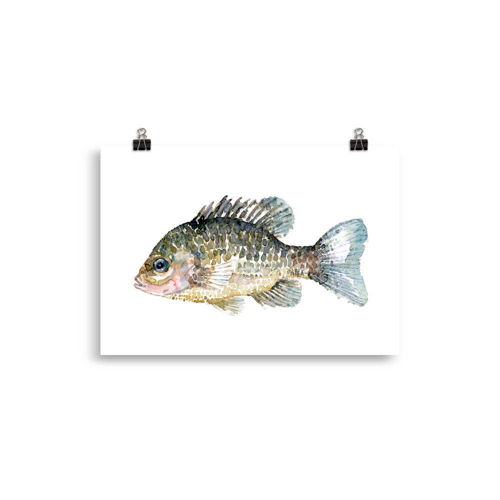 Pumkinseed Sunfish Watercolor Art print