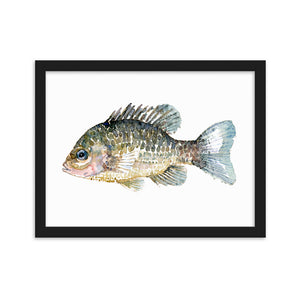 Pumkinseed Sunfish Framed watercolor art print
