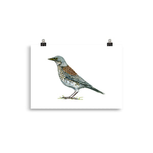 Fieldfare bird art print
