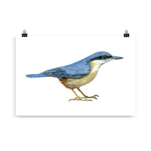 Load image into Gallery viewer, Eurasian Nuthatch Artprint