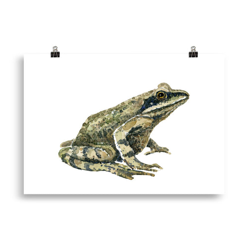 Moor frog watercolor Art print