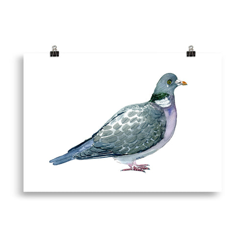Common wood pigeon art print