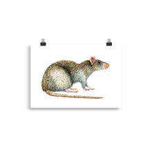 Load image into Gallery viewer, Brown Rat art print