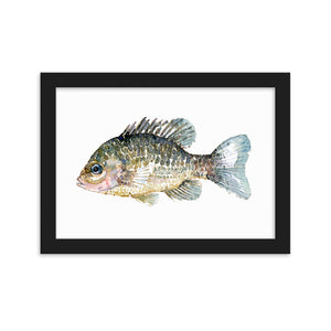 Pumkinseed Sunfish Framed watercolor art print