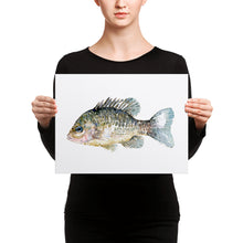 Load image into Gallery viewer, Pumkinseed Sunfish Watercolor Canvas print