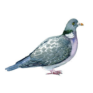 Common wood pigeon art print