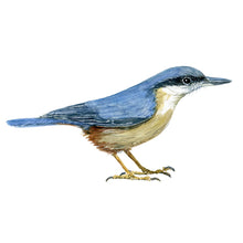 Load image into Gallery viewer, Eurpean nuthatch bird watercolor frits ahlefeldt