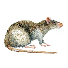 Load image into Gallery viewer, Brown rat watercolor by Frits Ahlefeldt, Brun rotte