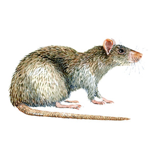 Brown rat watercolor by Frits Ahlefeldt, Brun rotte