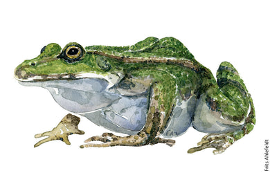 -edible frog watercolor by Frits Ahlefeldt