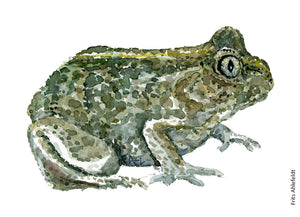 Common spade foot toad watercolor by Frits Ahlefeldt