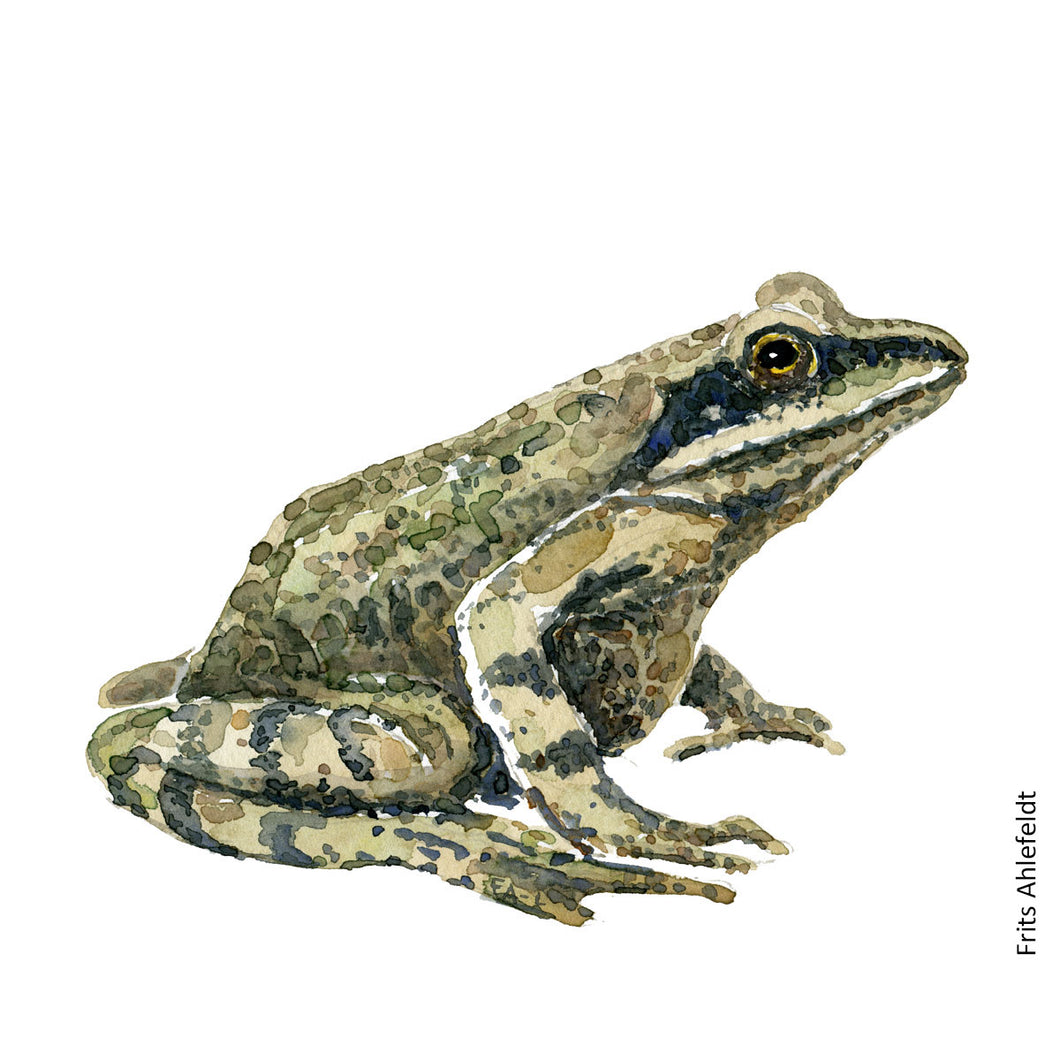 Common moor frog watercolor by Frits Ahlefeldt